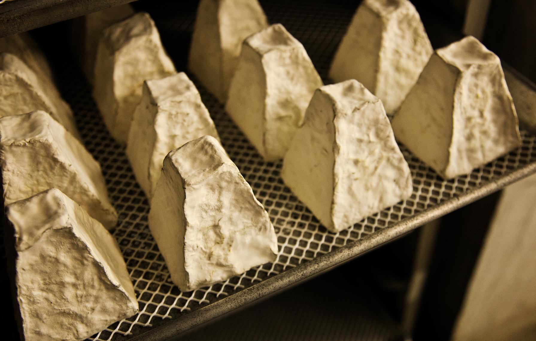 cheese1